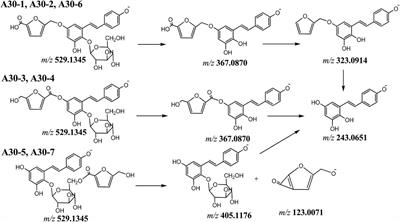 Transformation of Stilbene Glucosides From Reynoutria multiflora During Processing